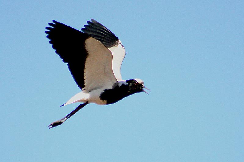 bont kiewiet vlieg 1.jpg - Bontkiewiet vlieg..